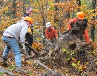 Stumps For Erosion Control Stumps For Erosion Control