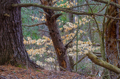 Nature Winner: Art Boni, "Gatineau Park - Gnarly Trees" Nature Winner: Art Boni, "Gatineau Park - Gnarly Trees"