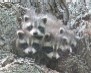 Grand Prize: Duncan Cutter, "4 Emerging From The Nest" Grand Prize: Duncan Cutter, "4 Emerging From The Nest"