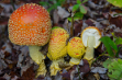 Nature Winner: Art Boni, "Amanita Family" Nature Winner: Art Boni, "Amanita Family"