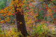 Landscape Winner: Art Boni, "Gatineau Park - Fall 2014" Landscape Winner: Art Boni, "Gatineau Park - Fall 2014"
