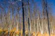 Artistic Winner: Art Boni, "Reflections - Gatineau Park" Artistic Winner: Art Boni, "Reflections - Gatineau Park"